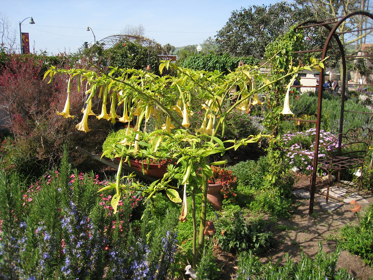 1116 California 2008-03 LA Scene.jpg - A visit to the Los Angeles California area in March of 2008. Activities ranged from Monets at the Getty, street hawkers at Venice Beach, movie look-alikes at Grauman's Chinese Theatre, to the Mission at San Juan Capistrano.